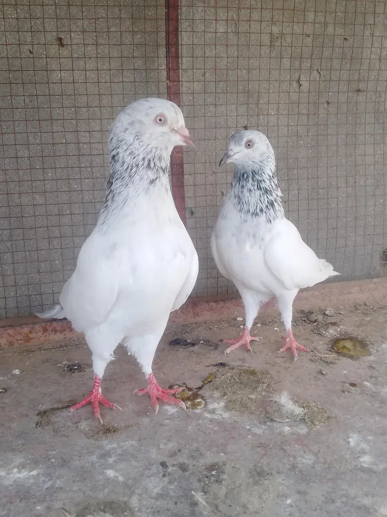 Chapra jora + Golden jora + motiya Wala jora — photo 2