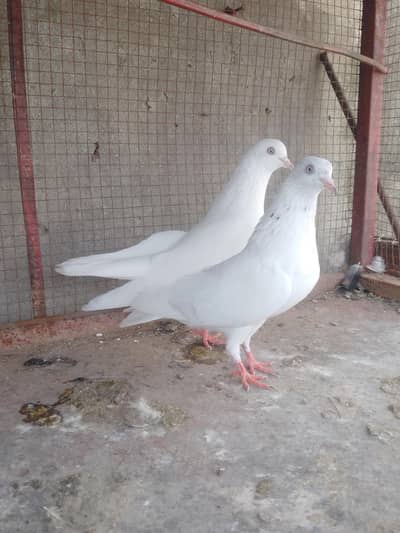 Golden jora + motiya Wala jora