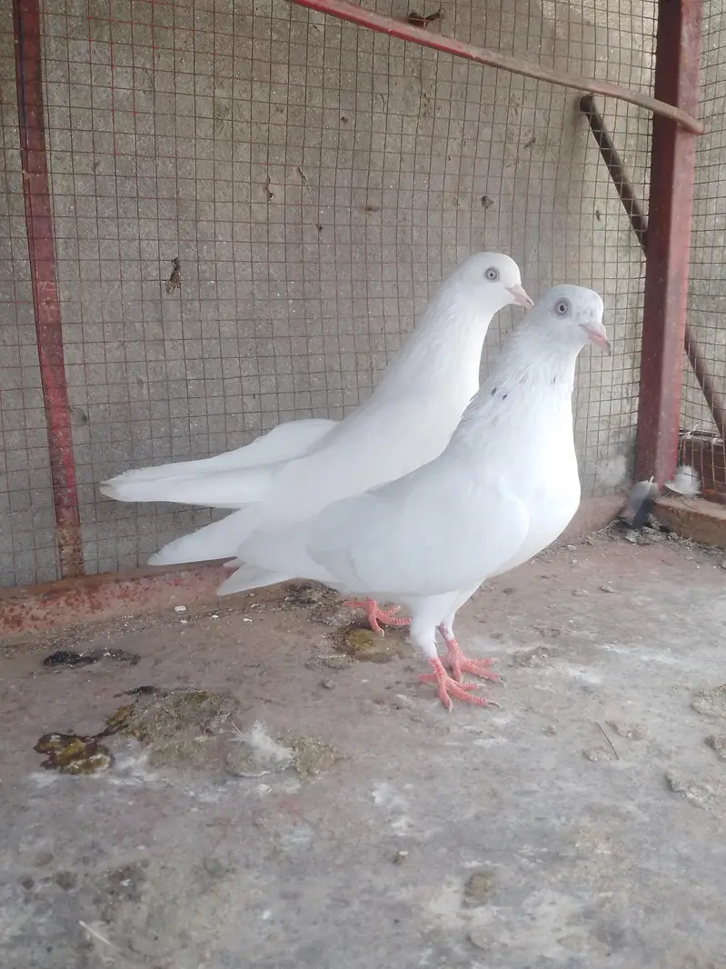 Chapra jora + Golden jora + motiya Wala jora — photo 3