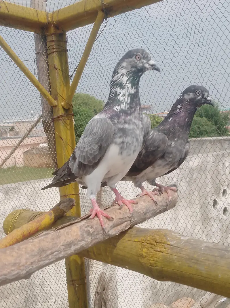 Chapra jora + Golden jora + motiya Wala jora — photo 4