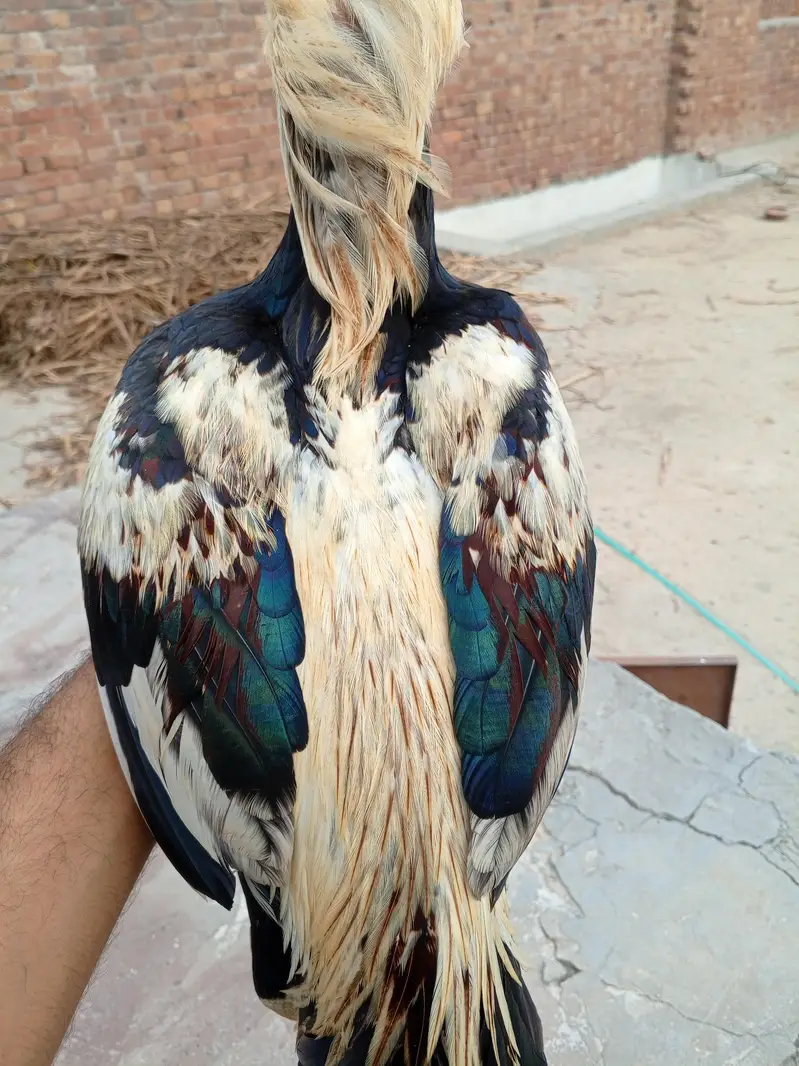aseel — photo 3
