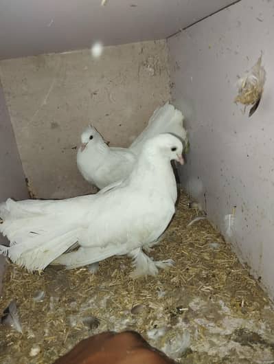 Lucky Pegions Pair