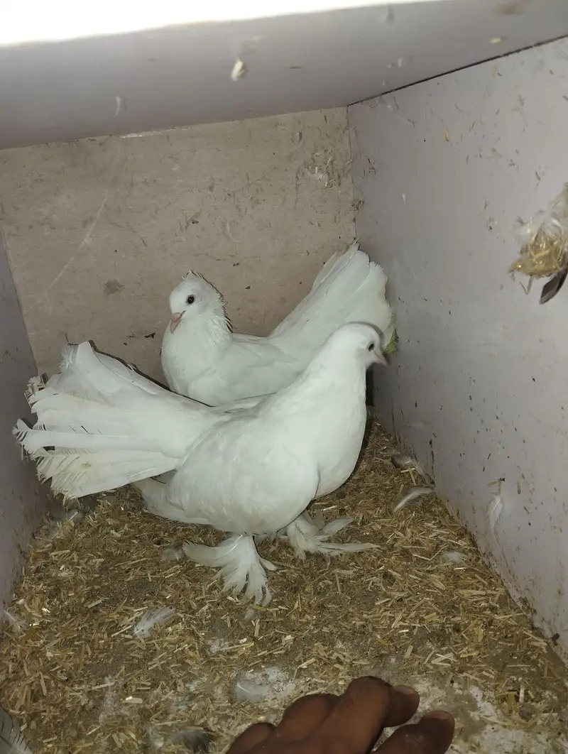 Lucky Pegions Pair — photo 2