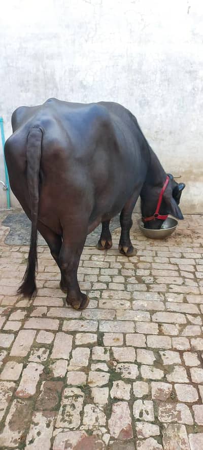 buffalo for sale full black 18 litter milk record