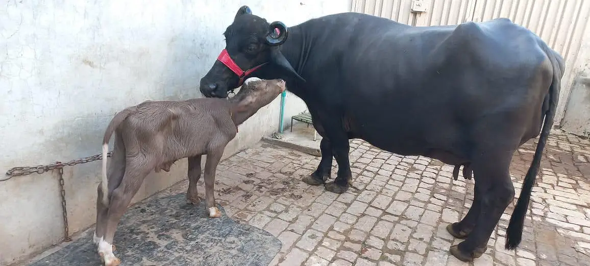 buffalo for sale full black 18 litter milk record — photo 3