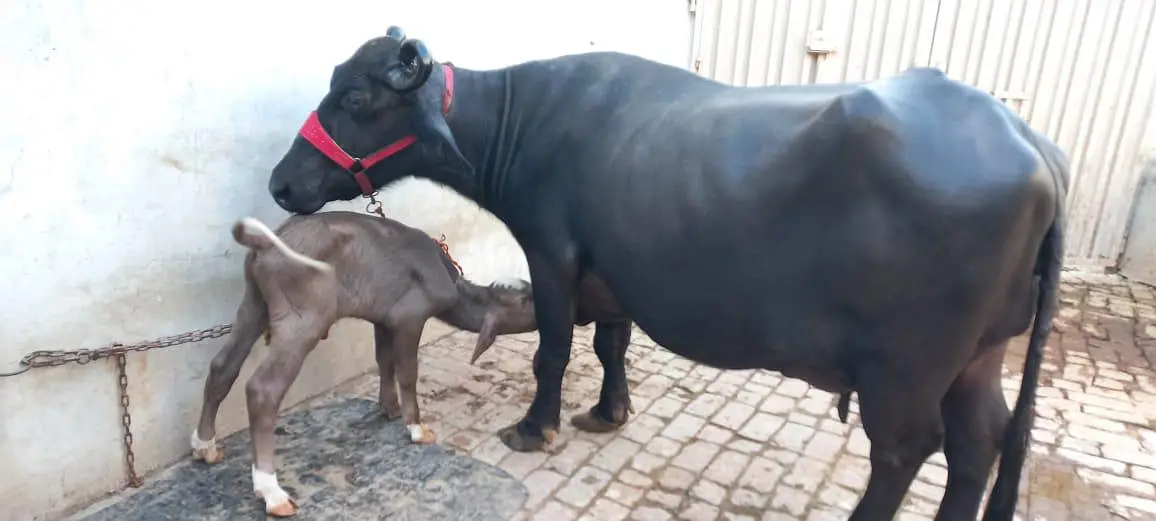 buffalo for sale full black 18 litter milk record — photo 4