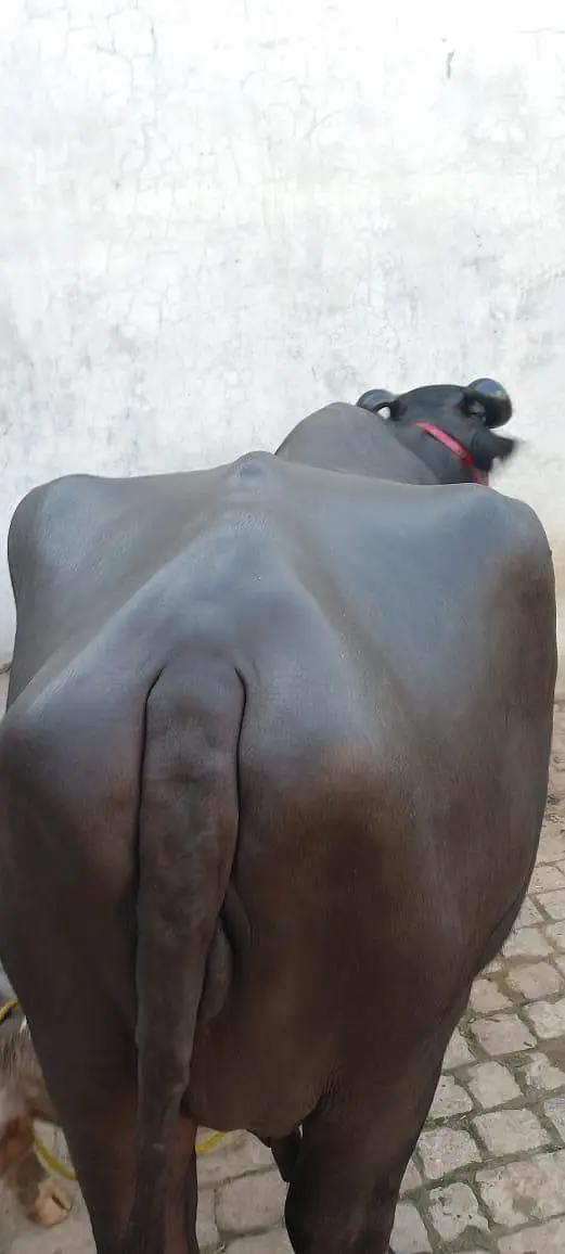 buffalo for sale full black 18 litter milk record — photo 5