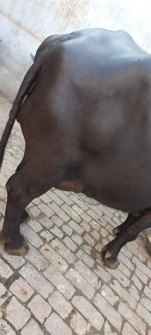 buffalo for sale full black 18 litter milk record — photo 7