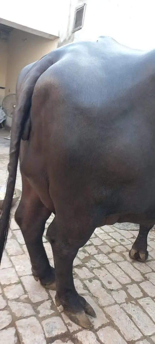 buffalo for sale full black 18 litter milk record — photo 11