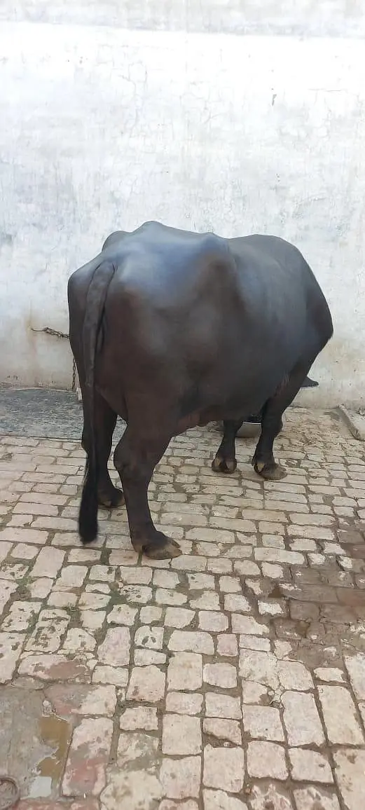 buffalo for sale full black 18 litter milk record — photo 12