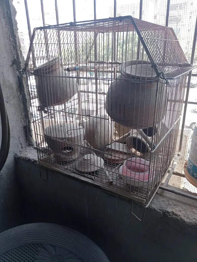 cage for sale — photo 2