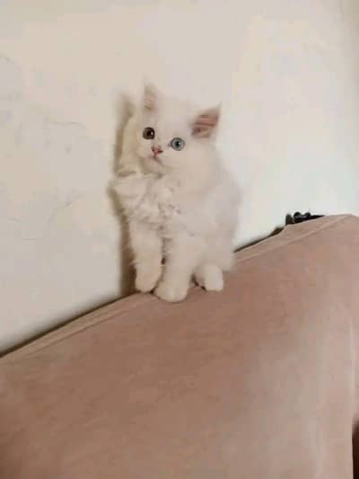 Persian Female Kitten for Sale