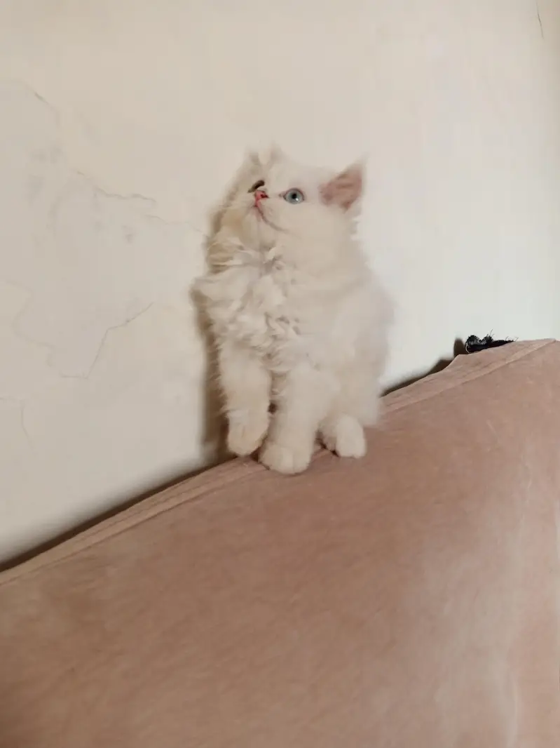 Persian Female Kitten for Sale — photo 3