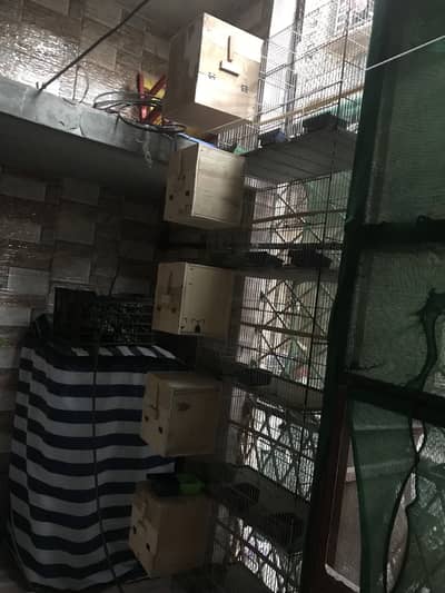 Birds Cage And Box