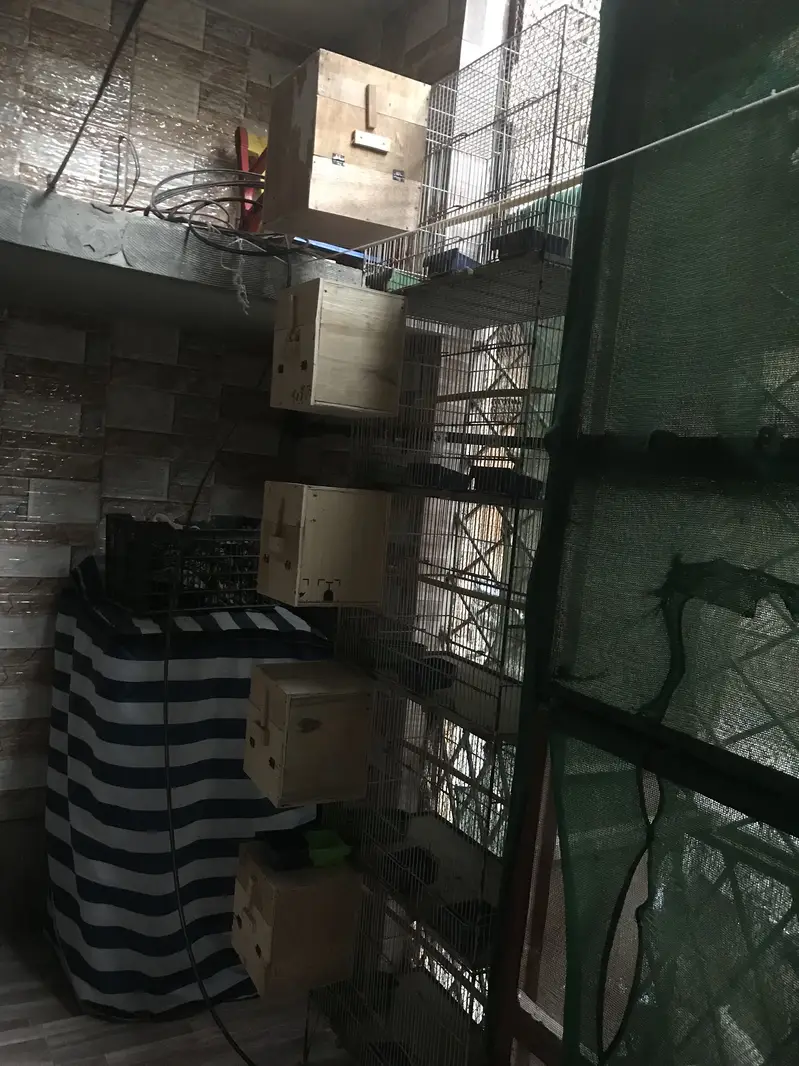 Birds Cage And Box — photo 2