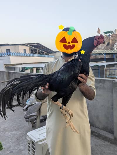 Pure Panus Pakoye NeckLocker Line Chicks 3 months & 1 month Aseel Thai