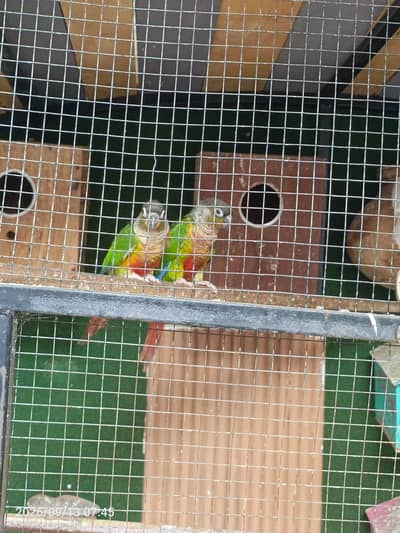 Breeder pairs yellow shaded red factor chik canore for sale