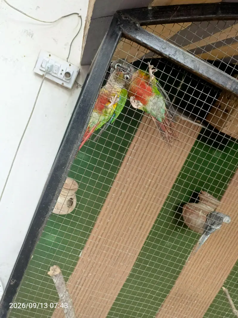 Breeder pairs yellow shaded red factor chik canore for sale — photo 2