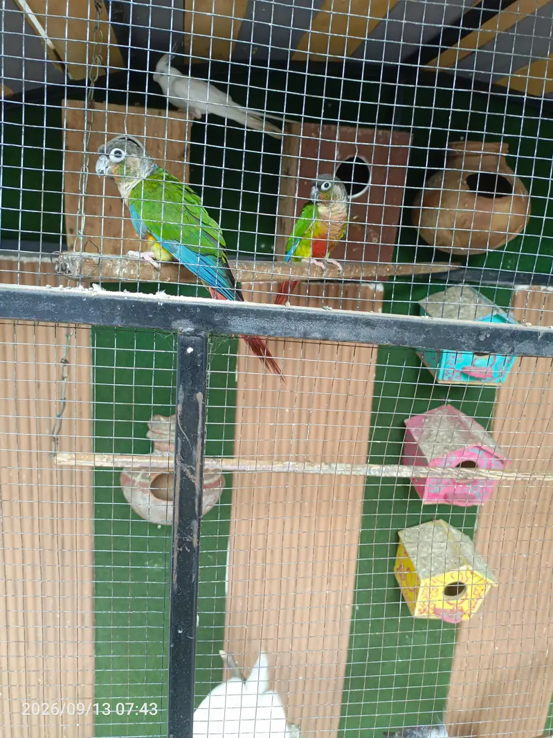 Breeder pairs yellow shaded red factor chik canore for sale — photo 3