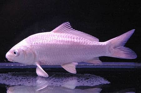 Fish (Free Home Delivery) | 30 + types of fishes are available