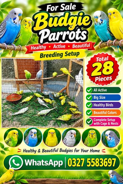 28 Budgies parrot for sale