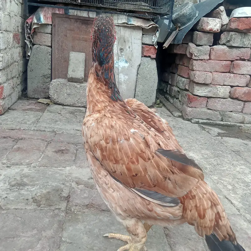 MIANWALI ASEEL PURE — photo 3