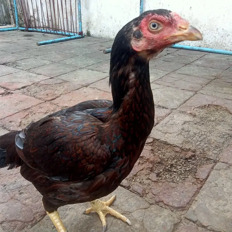 MIANWALI ASEEL PURE — photo 5