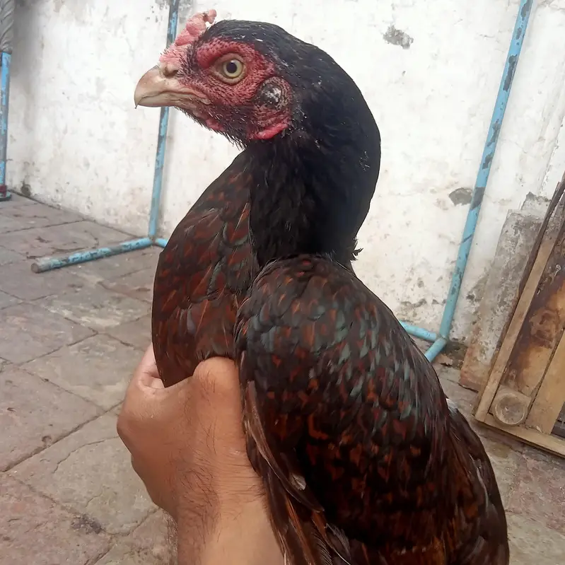 MIANWALI ASEEL PURE — photo 7