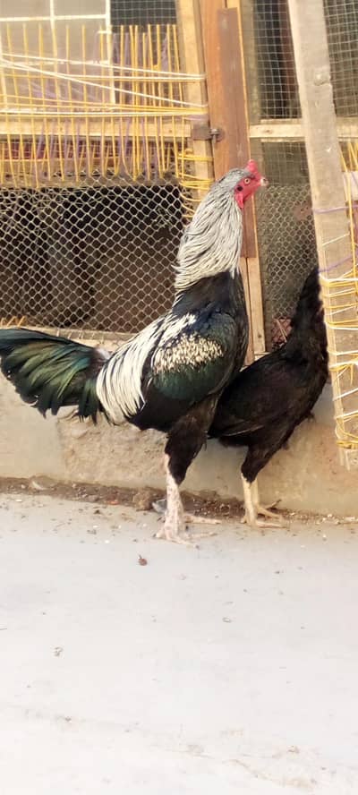 urgent sale 03152276495
