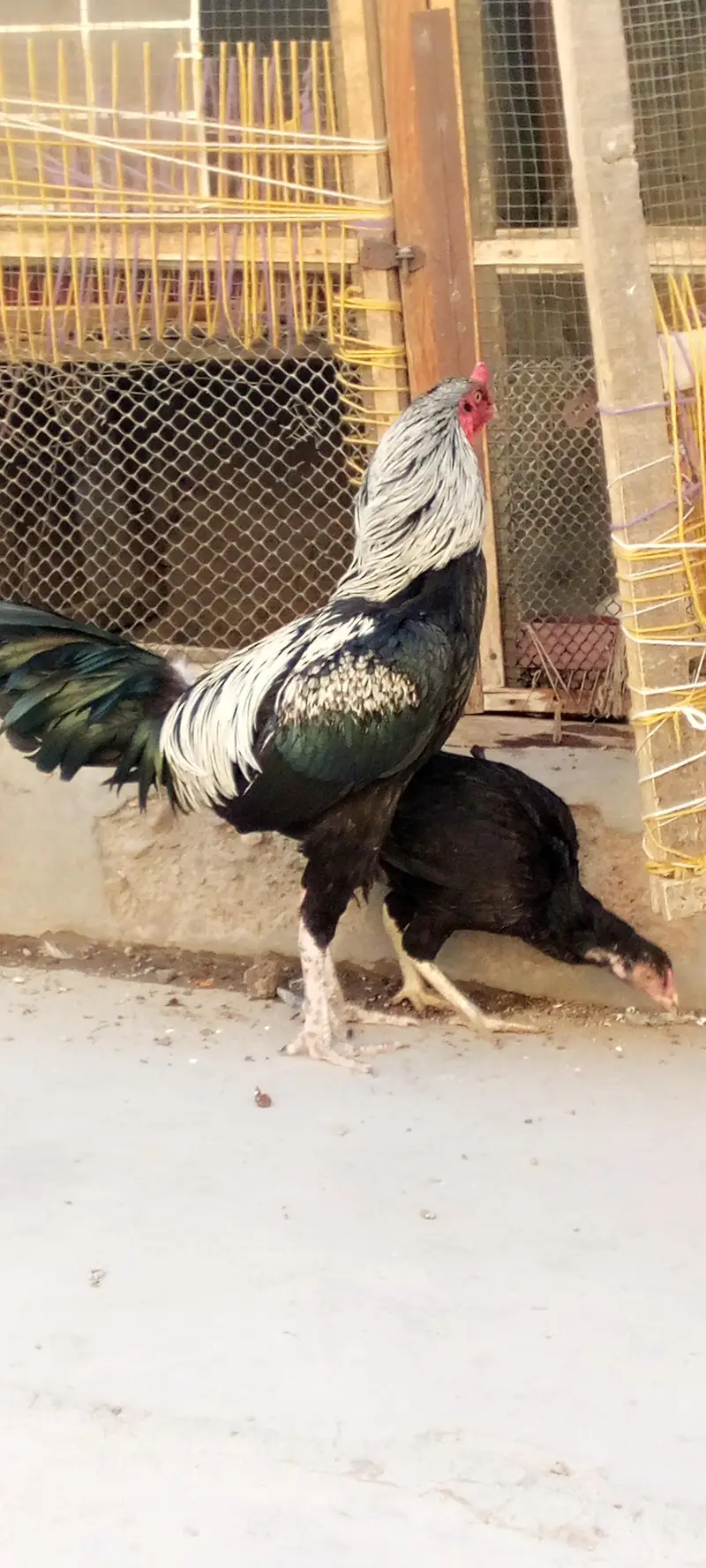 urgent sale 03152276495 — photo 4