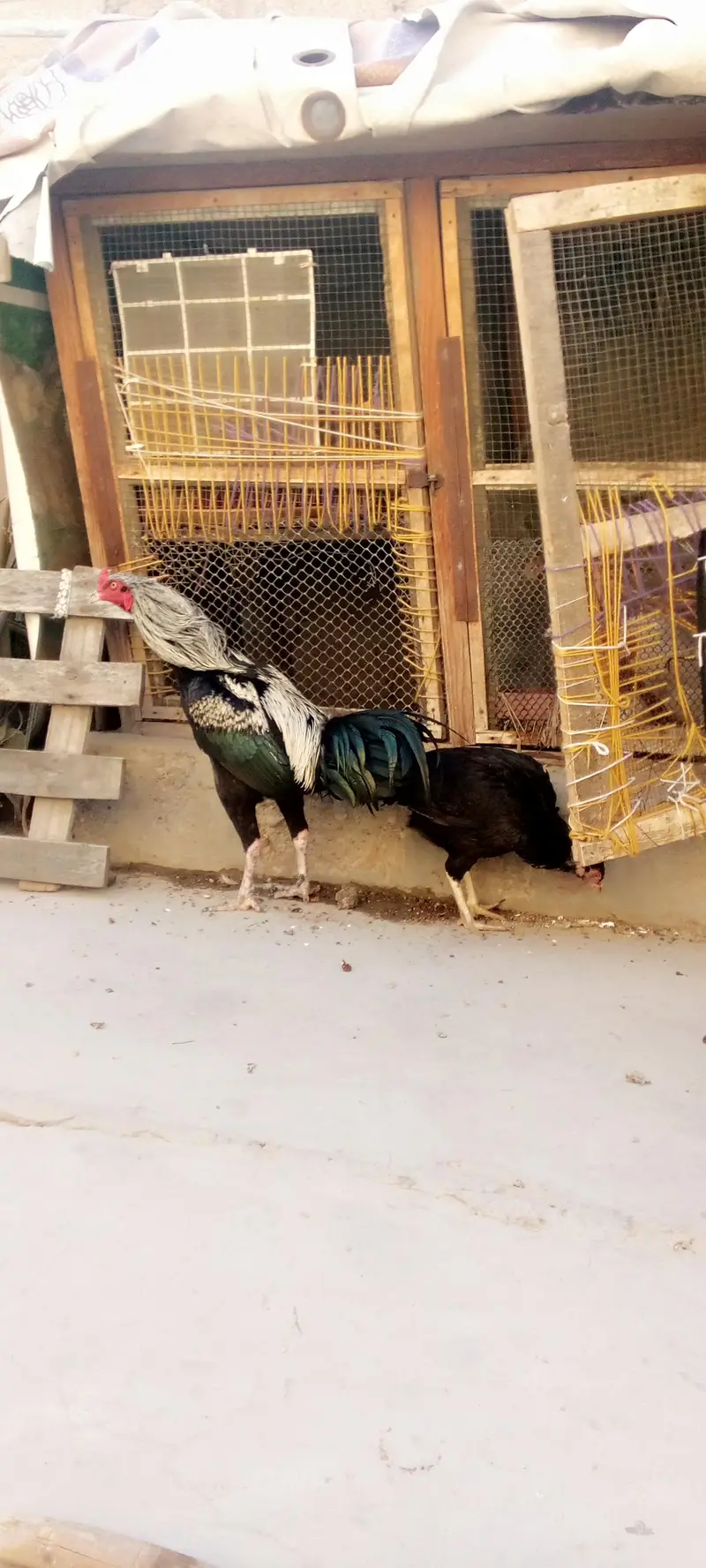 urgent sale 03152276495 — photo 6