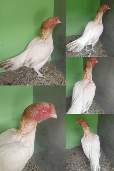 Mashallah vip High  Quality High Price Mia Mianwal Sontol For Sale