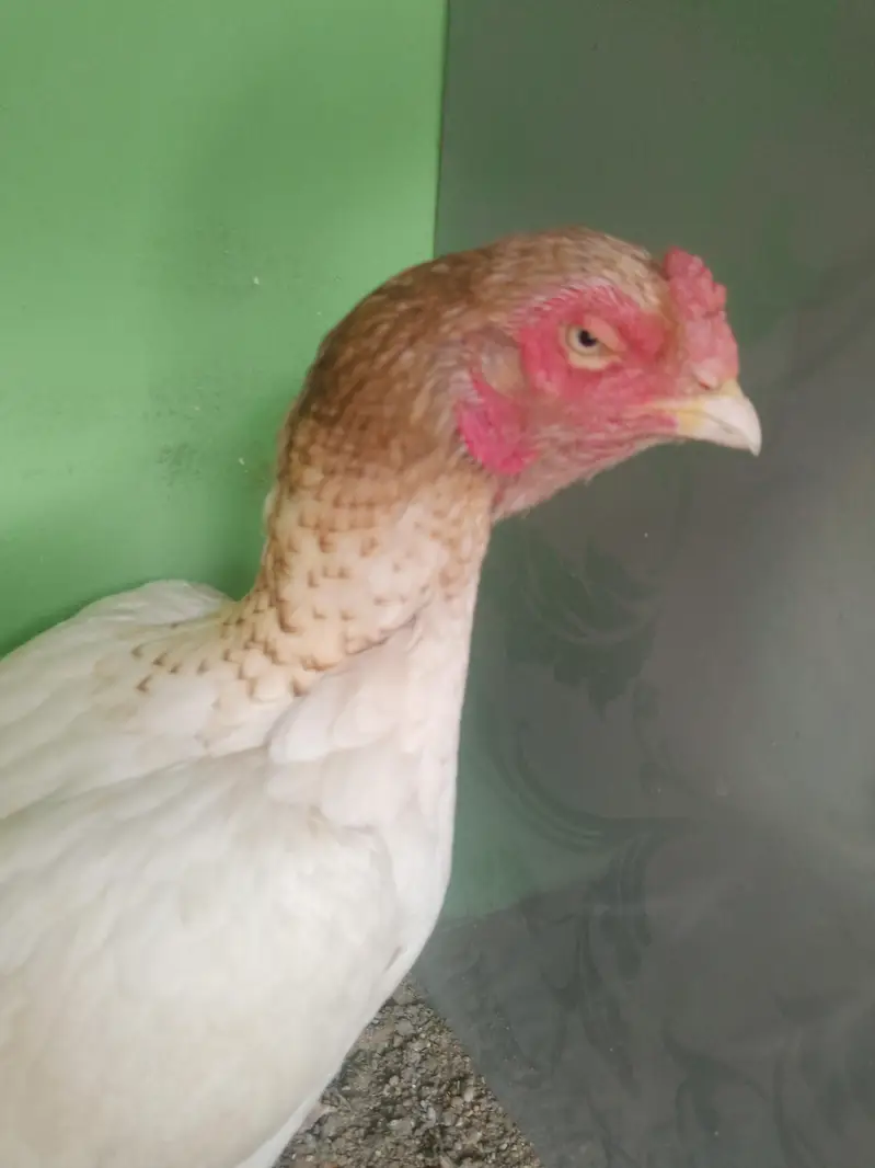 Mashallah vip High  Quality High Price Mia Mianwal Sontol For Sale — photo 2