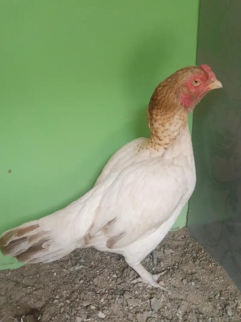 Mashallah vip High  Quality High Price Mia Mianwal Sontol For Sale — photo 3