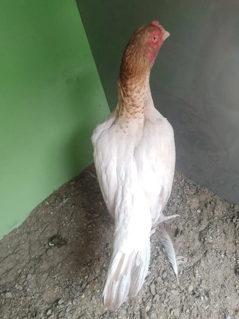Mashallah vip High  Quality High Price Mia Mianwal Sontol For Sale — photo 4
