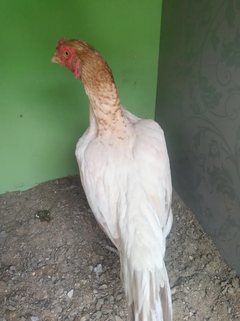 Mashallah vip High  Quality High Price Mia Mianwal Sontol For Sale — photo 6