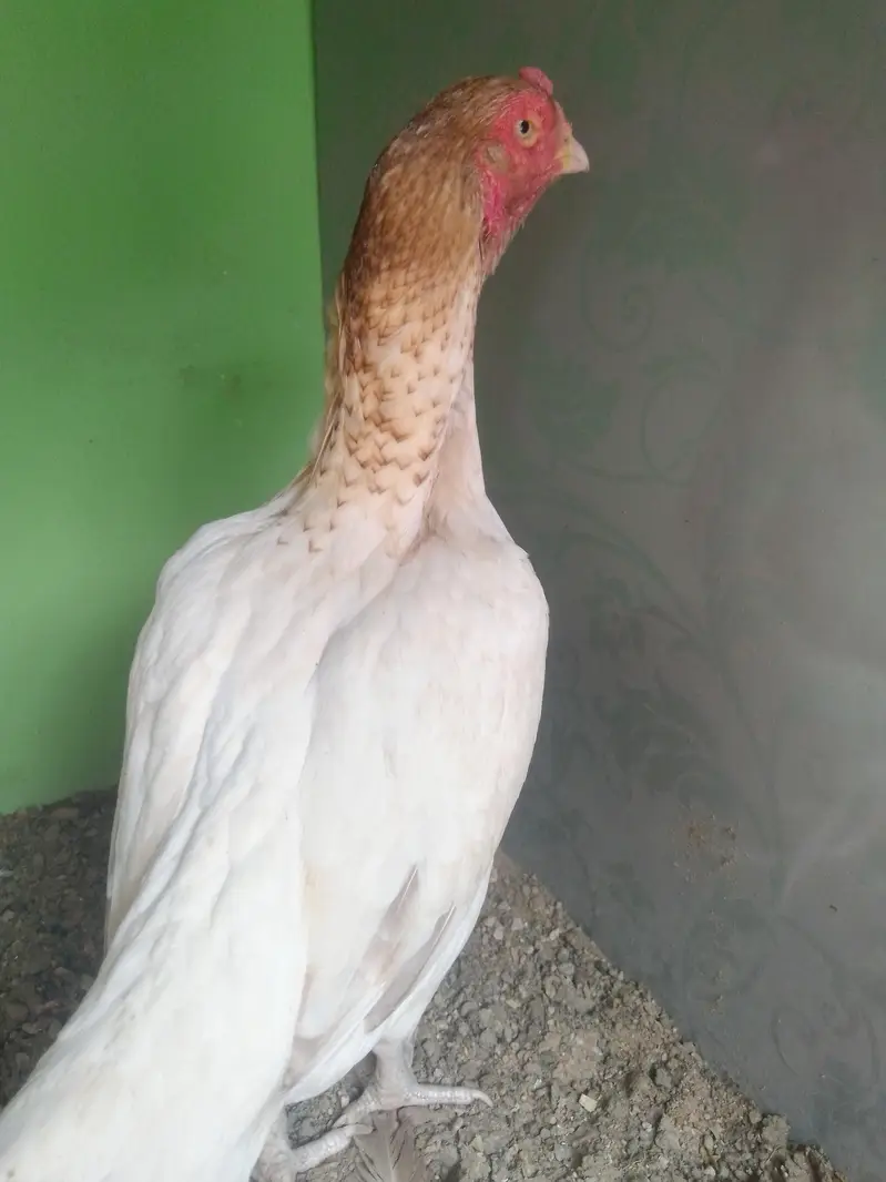 Mashallah vip High  Quality High Price Mia Mianwal Sontol For Sale — photo 7
