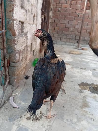 Aseel Madi urgent for sale