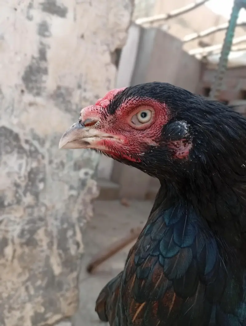 Aseel Madi urgent for sale — photo 2