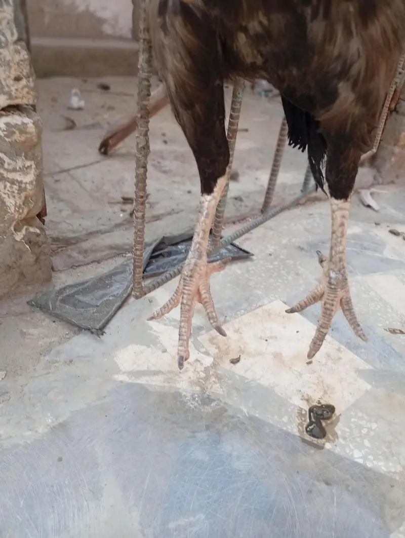 Aseel Madi urgent for sale — photo 3