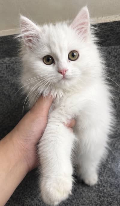 Persian kitten