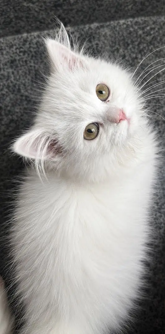 Persian kitten — photo 2