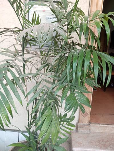 indoor or shade loving plants