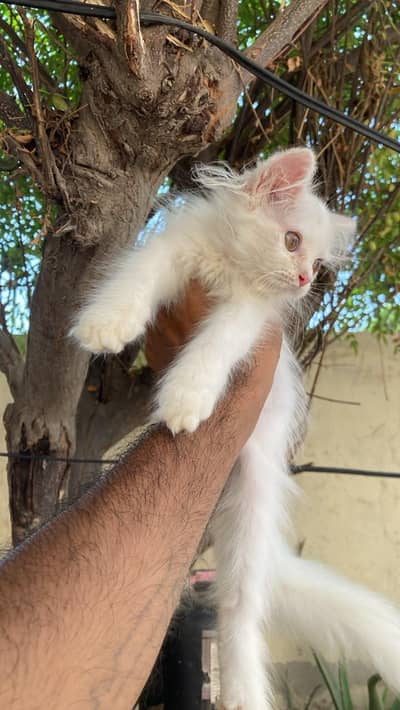white Persian cat