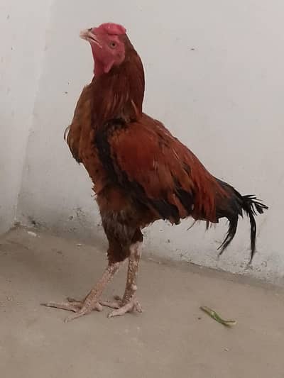 khizar