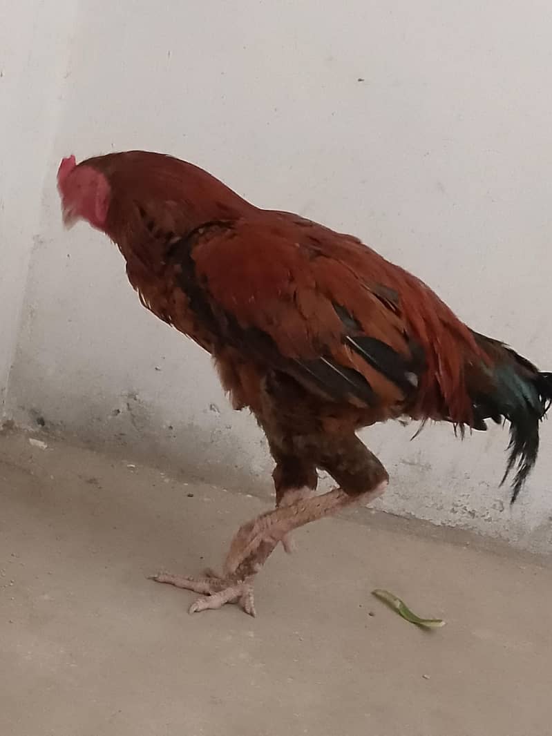 khizar 1