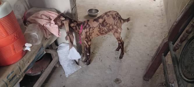 bakra ajrak print