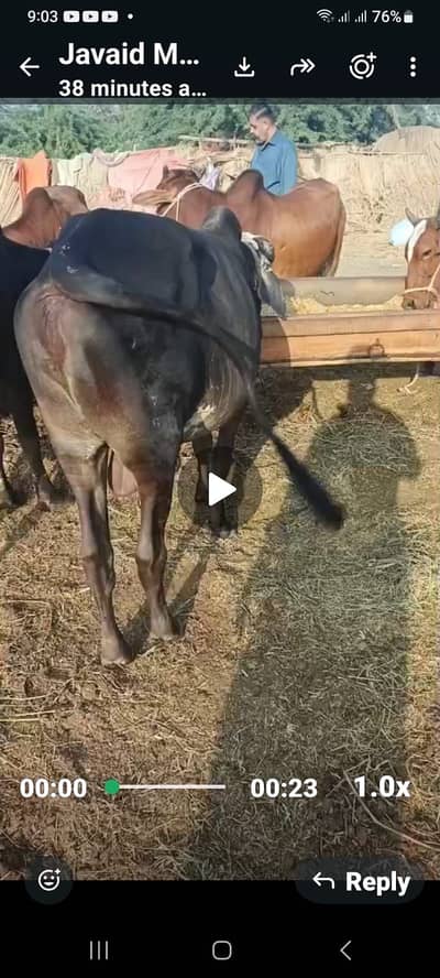 Cows For Sale