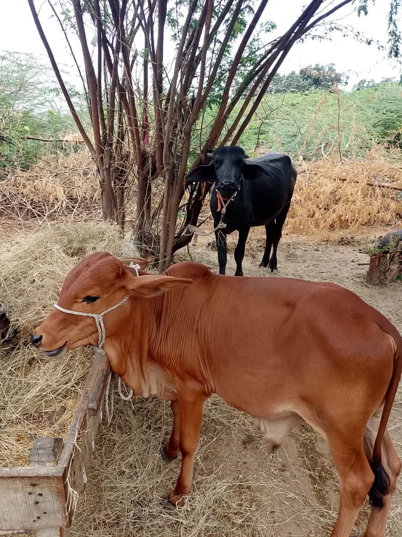Cows For Sale — photo 2