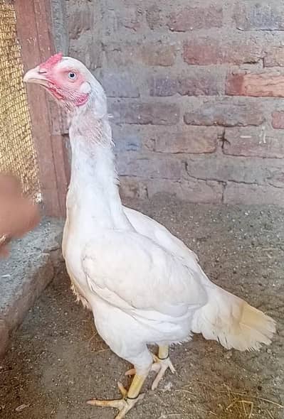 heera breeder female